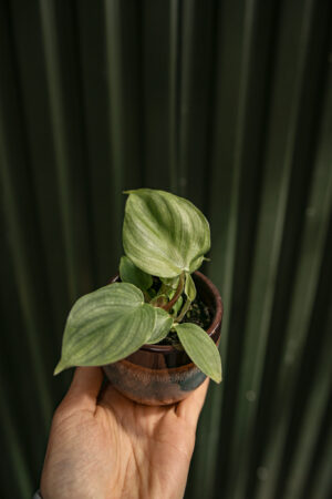 Philodendron Pastazanum Silver