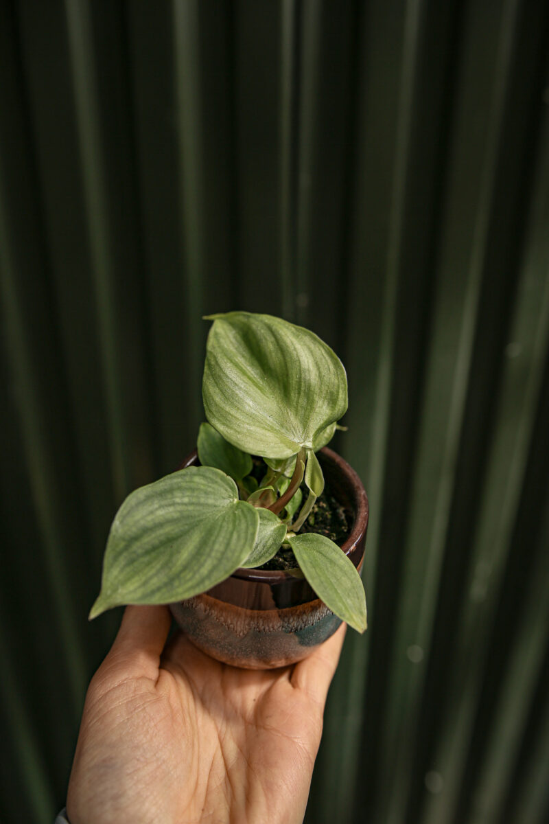 Philodendron Pastazanum Silver
