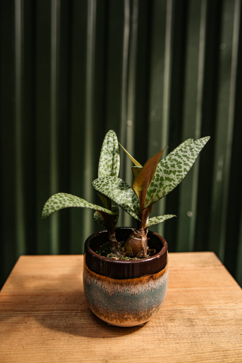 Ledebouria socialis ‘Scilla violacea’