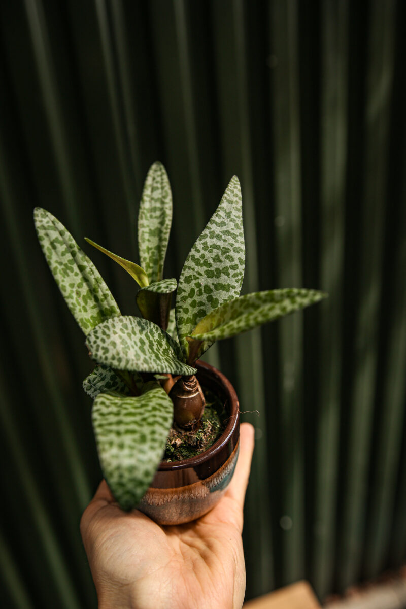 Ledebouria socialis ‘Scilla violacea’