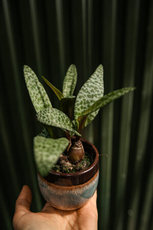 Ledebouria socialis ‘Scilla violacea’