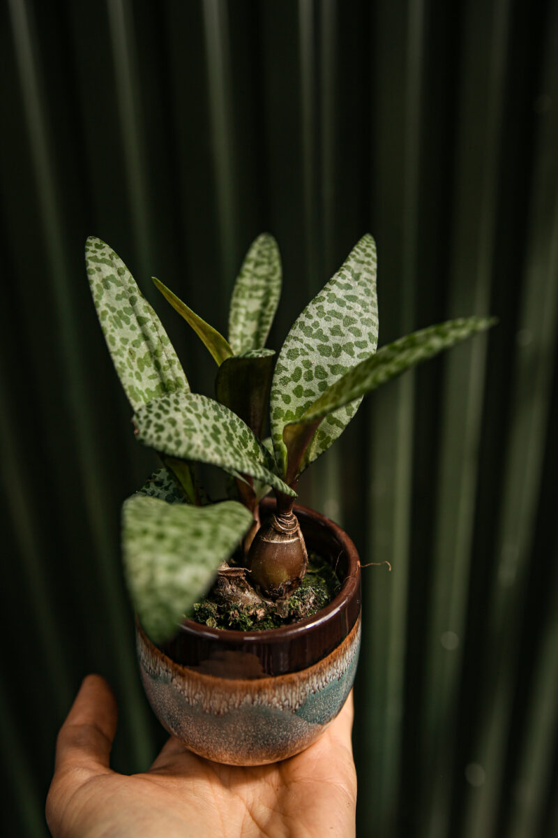 Ledebouria socialis ‘Scilla violacea’