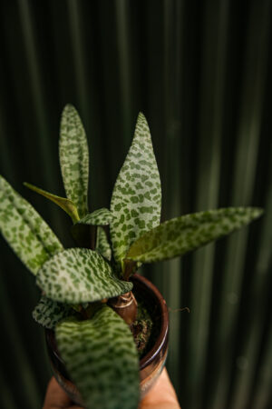 Ledebouria socialis ‘Scilla violacea’