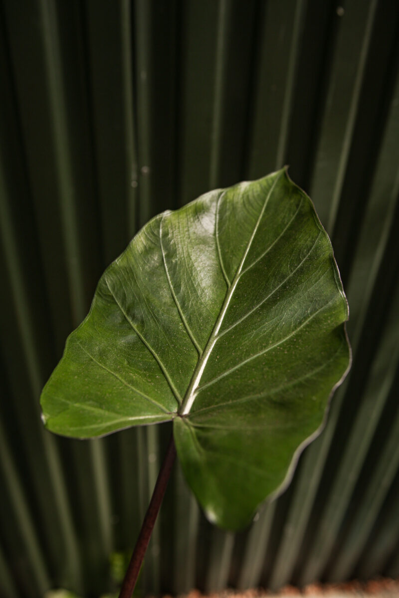 Alocasia Metalhead