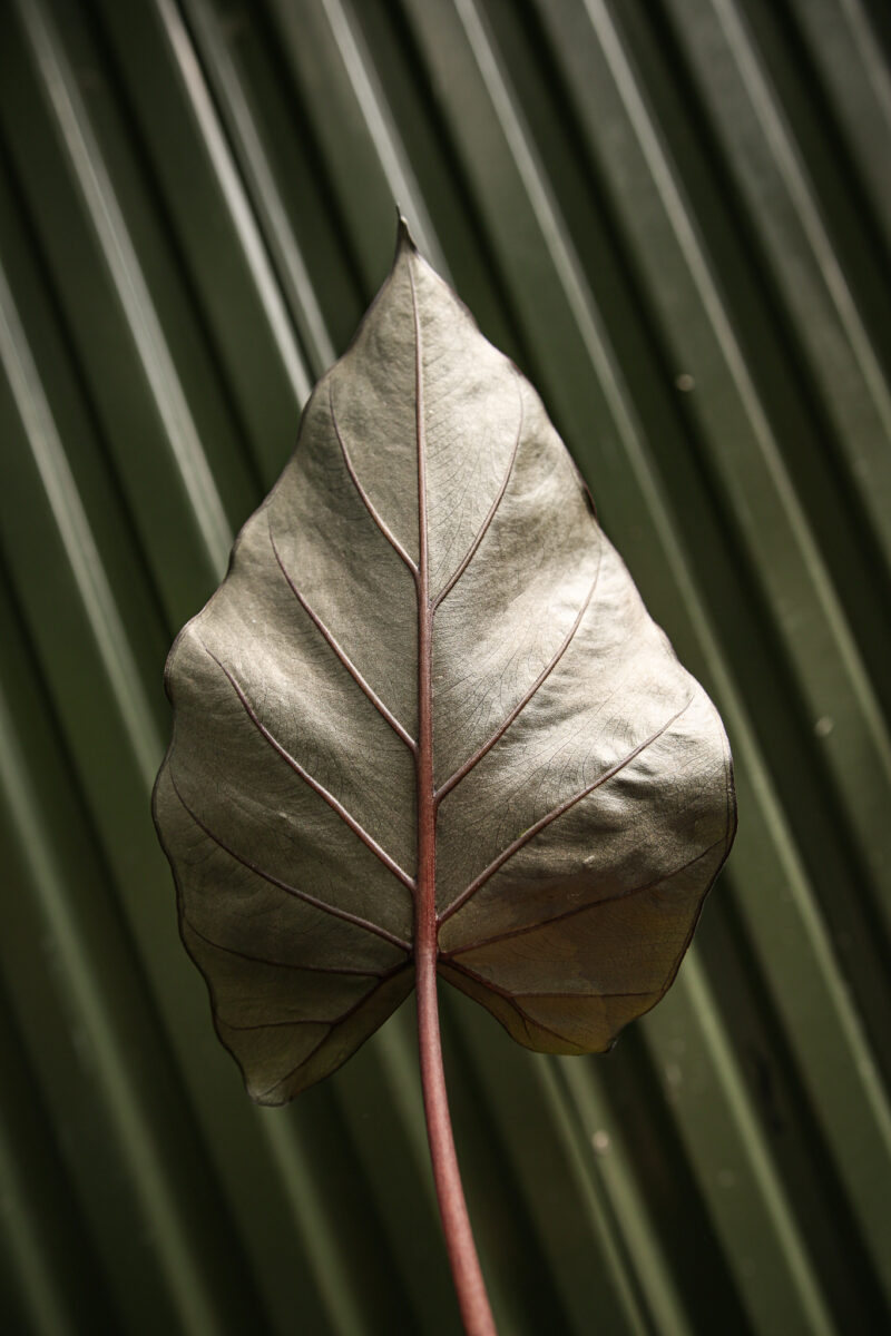 Alocasia Metalhead