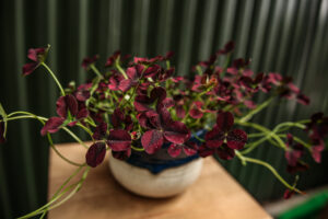 Trifolium repens Isabella