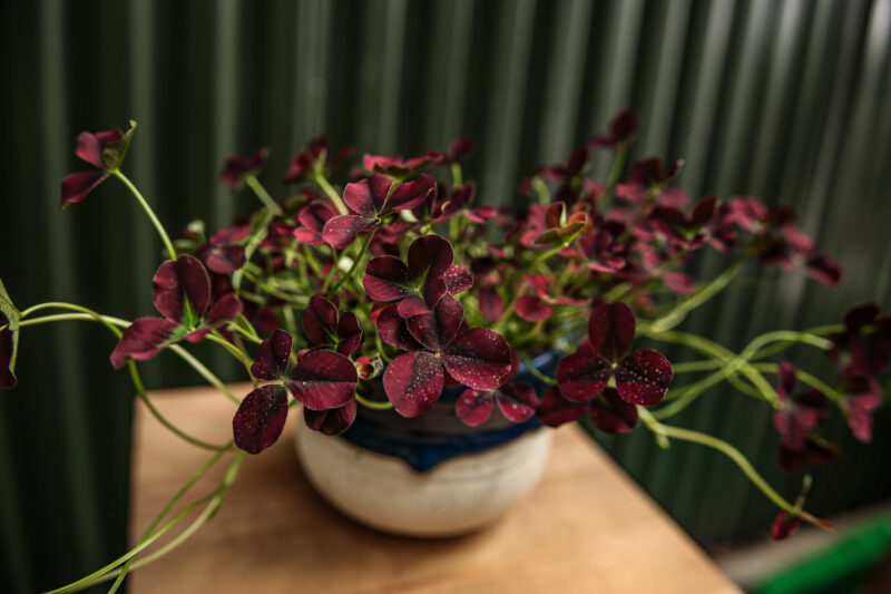 Trifolium repens Isabella