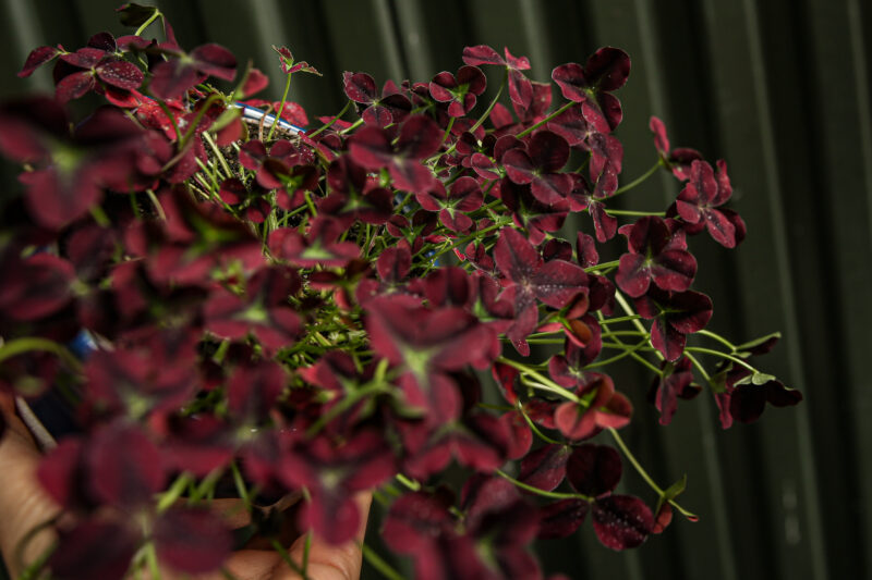 Trifolium repens Isabella