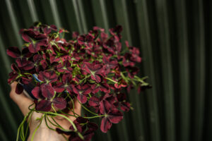 Trifolium repens Isabella