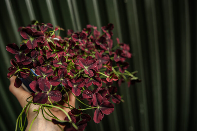 Trifolium repens Isabella