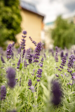 Lawenda wąskolistna wieloletnia HIT!