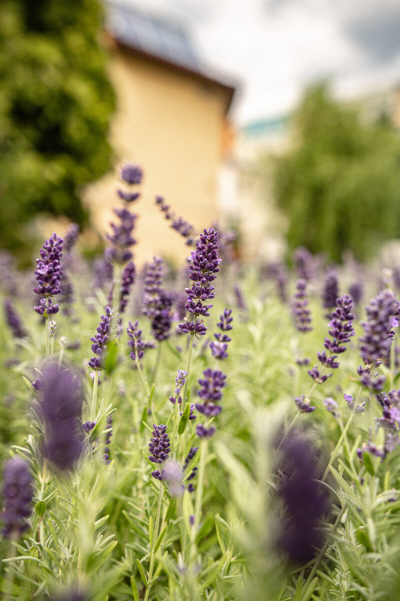 Lawenda wąskolistna wieloletnia HIT!