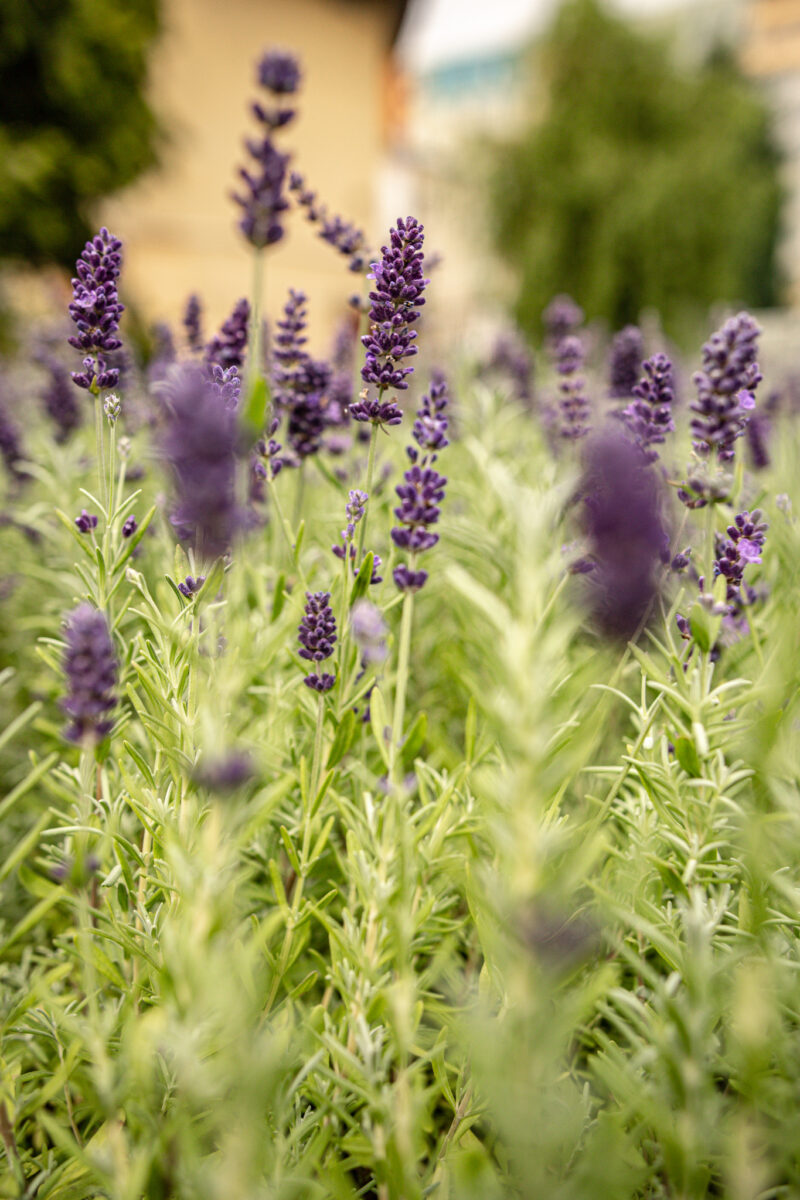 Lawenda wąskolistna wieloletnia HIT!