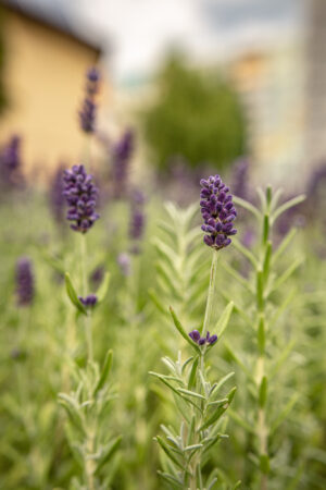 Lawenda wąskolistna wieloletnia HIT!