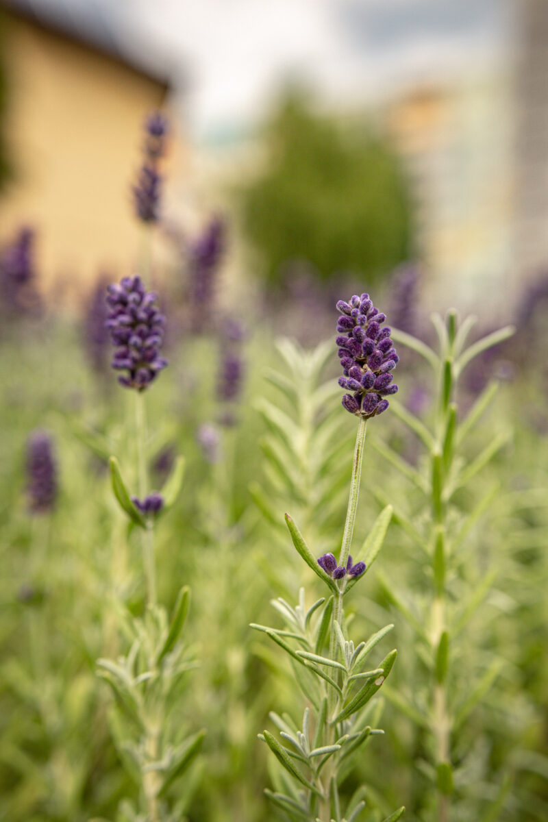 Lawenda wąskolistna wieloletnia HIT!