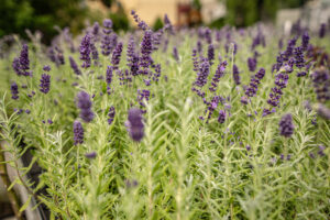 Lawenda wąskolistna wieloletnia HIT!