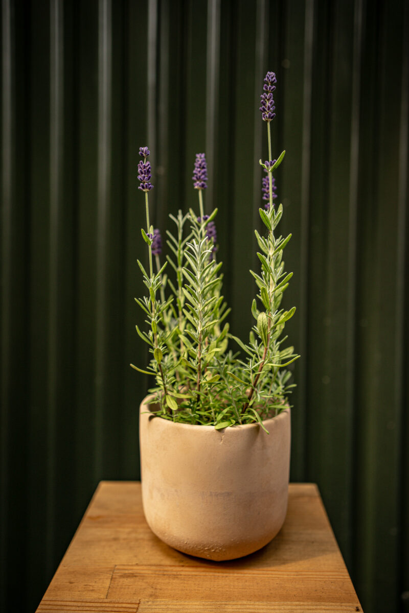 Lawenda wąskolistna wieloletnia HIT!