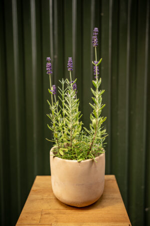 Lawenda wąskolistna wieloletnia HIT!