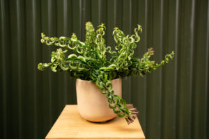 Aeschynanthus Eszynantus Twister