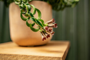 Aeschynanthus Eszynantus Twister