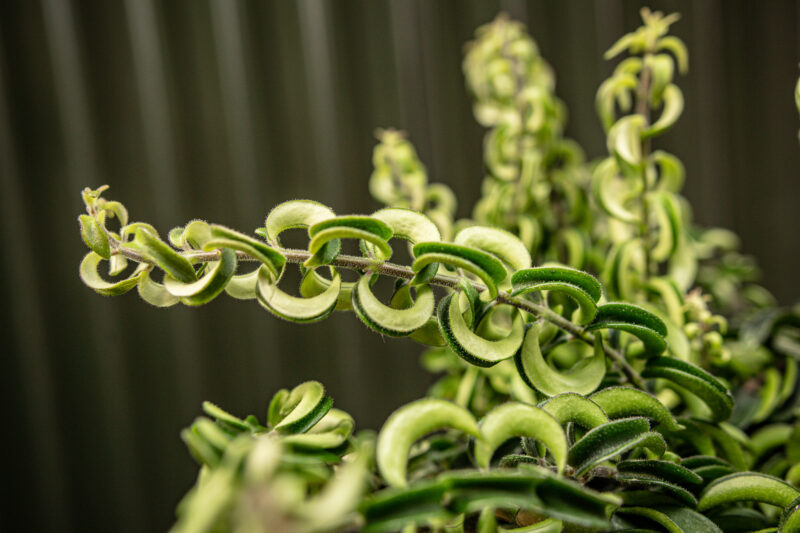 Aeschynanthus Eszynantus Twister