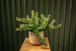 Aeschynanthus Eszynantus Twister