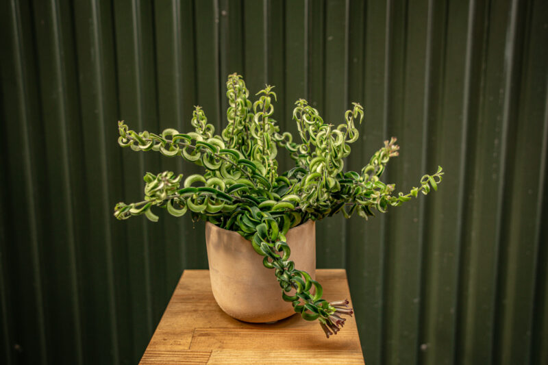 Aeschynanthus Eszynantus Twister