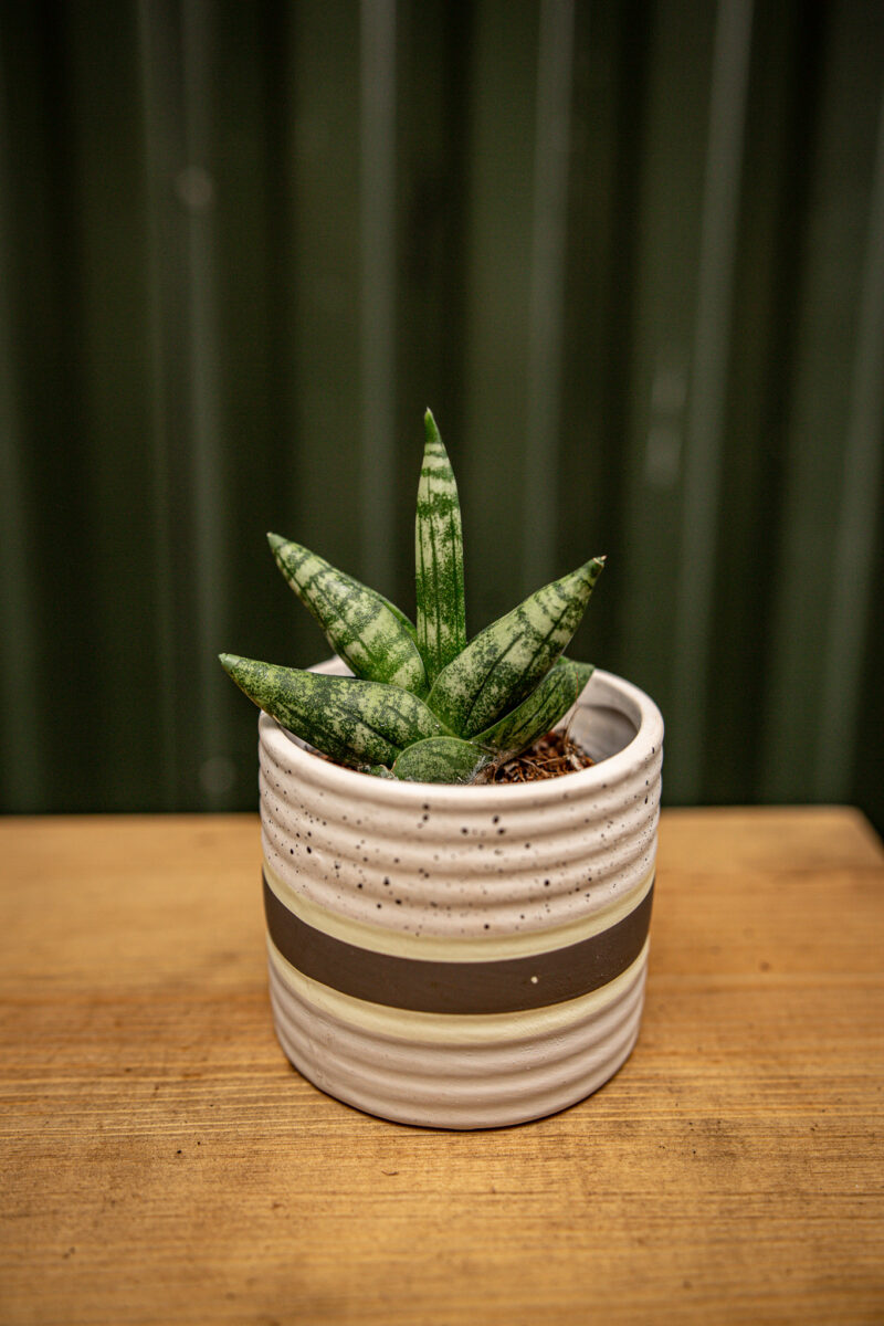 Sansevieria Boncellensis