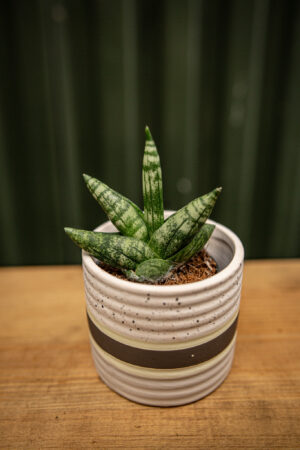 Sansevieria Boncellensis