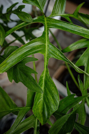 Philodendron “Glad Hands”