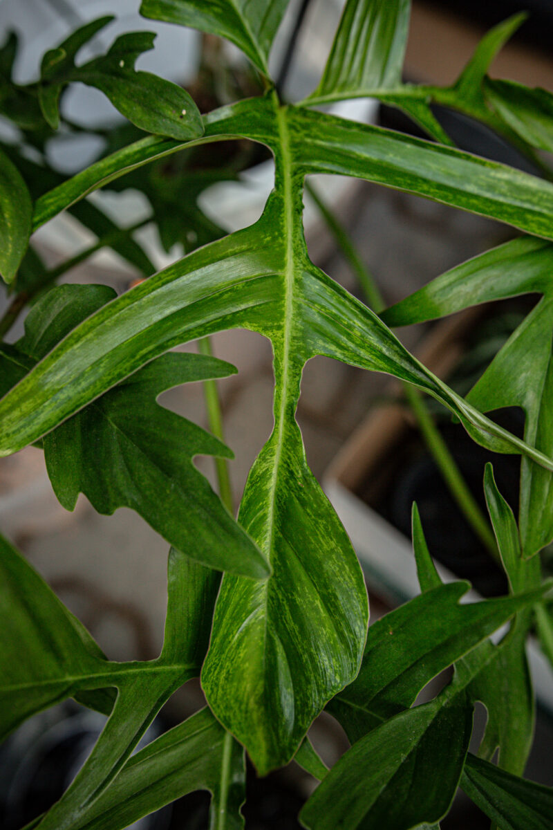 Philodendron “Glad Hands”