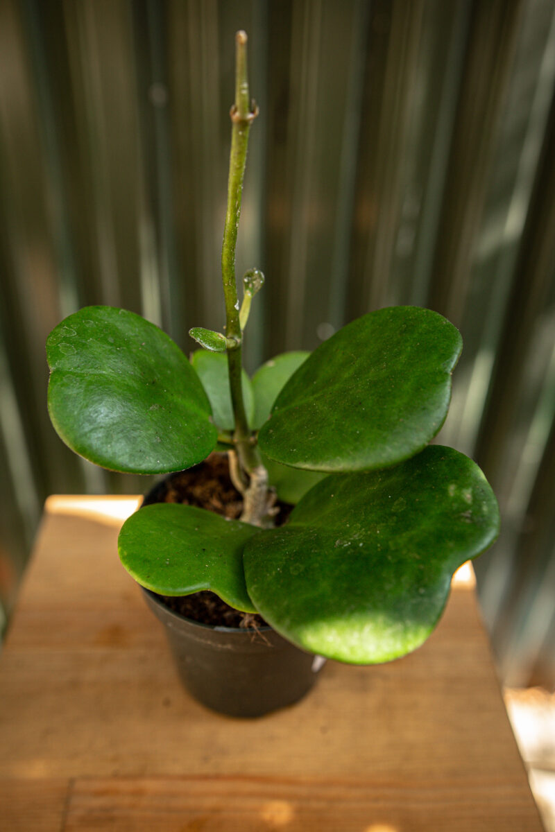 Hoya Kerrii Hoya Kerrii