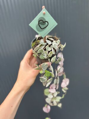 Ceropegia woodii ‘VARIEGATA’