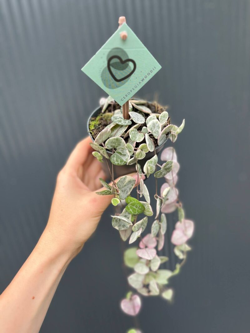 Ceropegia woodii ‘VARIEGATA’