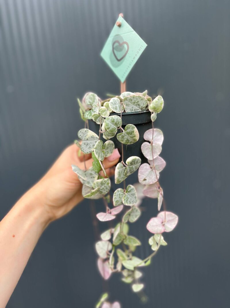 Ceropegia woodii ‘VARIEGATA’