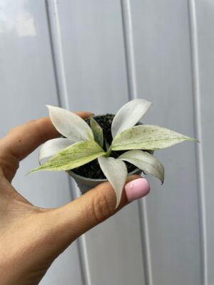 Philodendron Florida Ghost