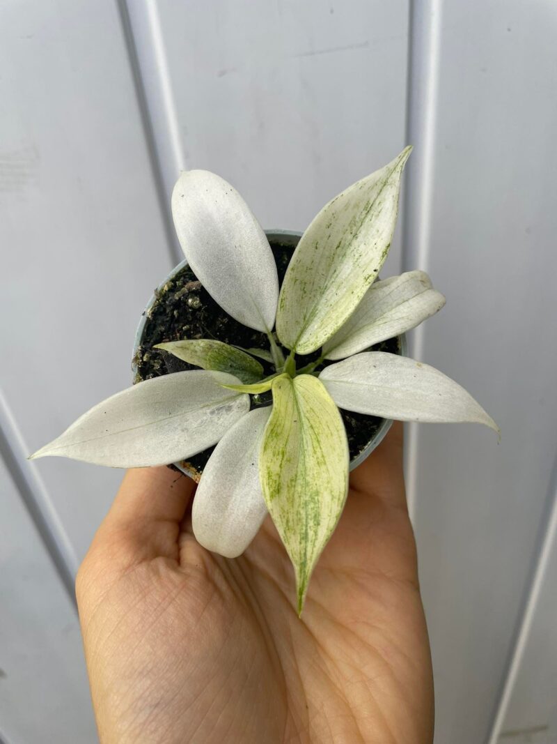 Philodendron Florida Ghost