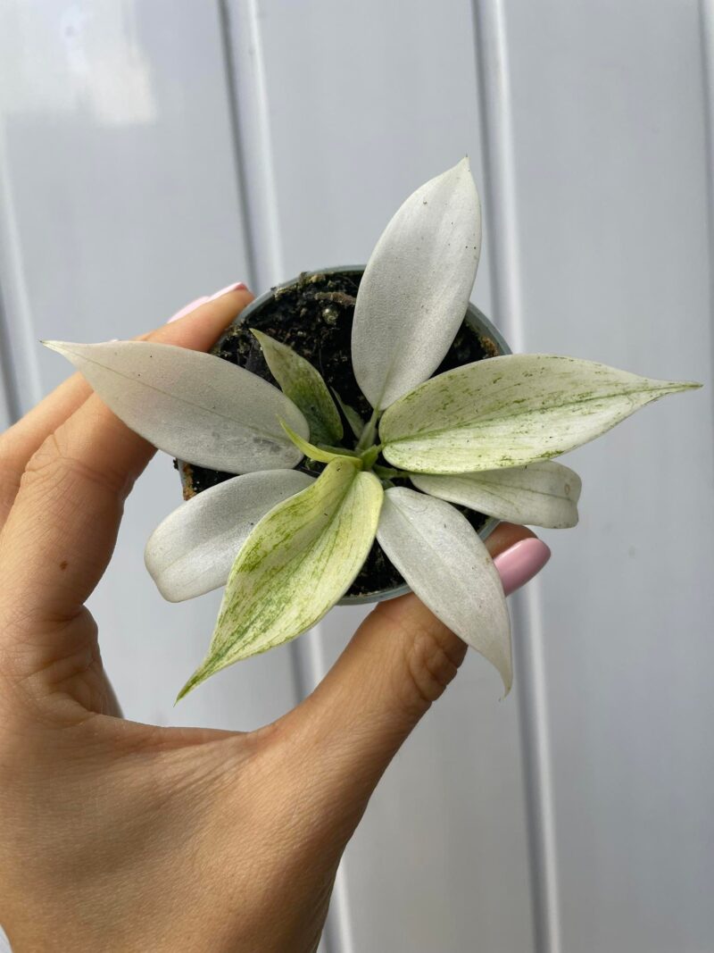 Philodendron Florida Ghost