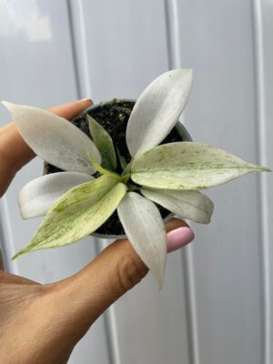 Philodendron Florida Ghost