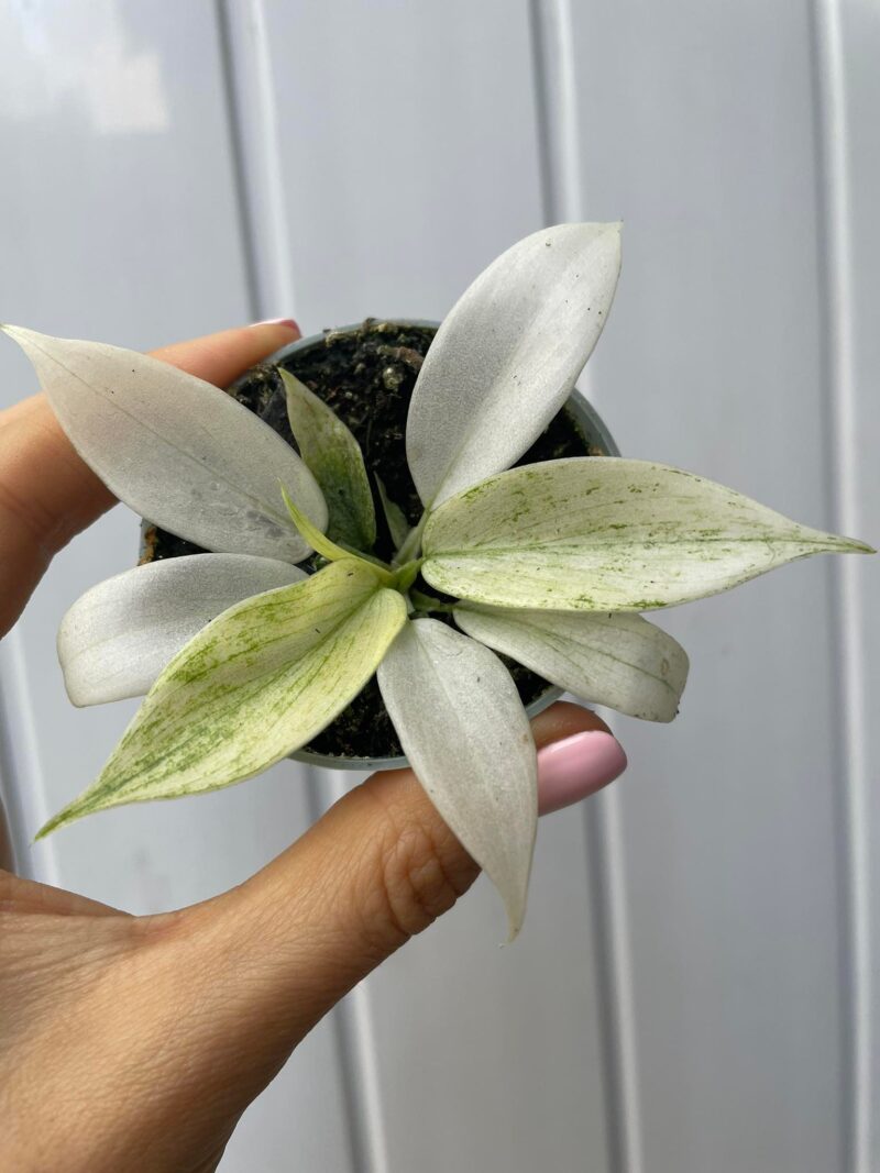 Philodendron Florida Ghost