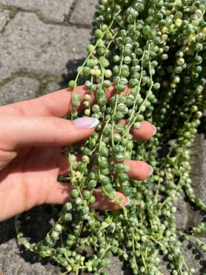 Starzec Rowleya Senecio rowleyanus ‘Variegata’