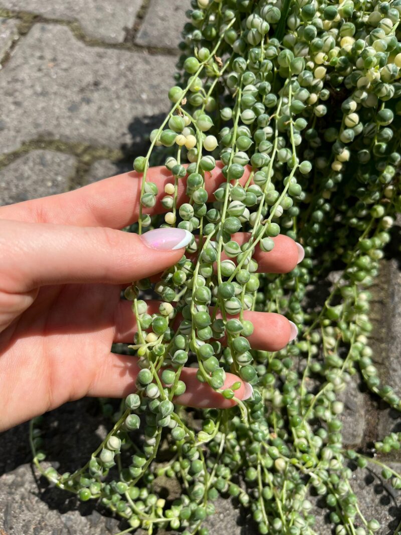 Starzec Rowleya Senecio rowleyanus ‘Variegata’