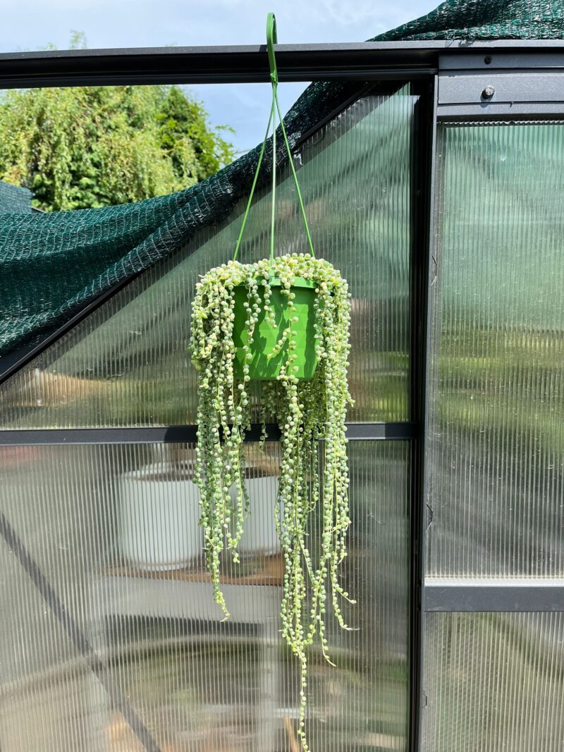 Starzec Rowleya Senecio rowleyanus ‘Variegata’