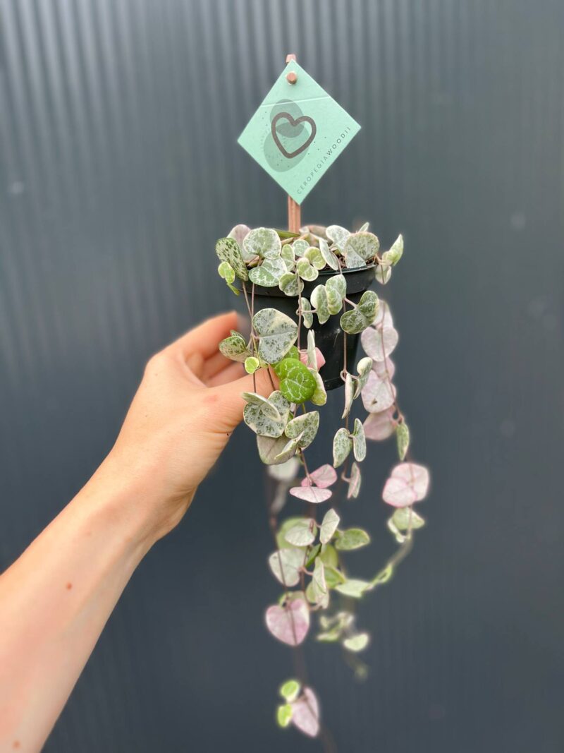 Ceropegia woodii ‘VARIEGATA’