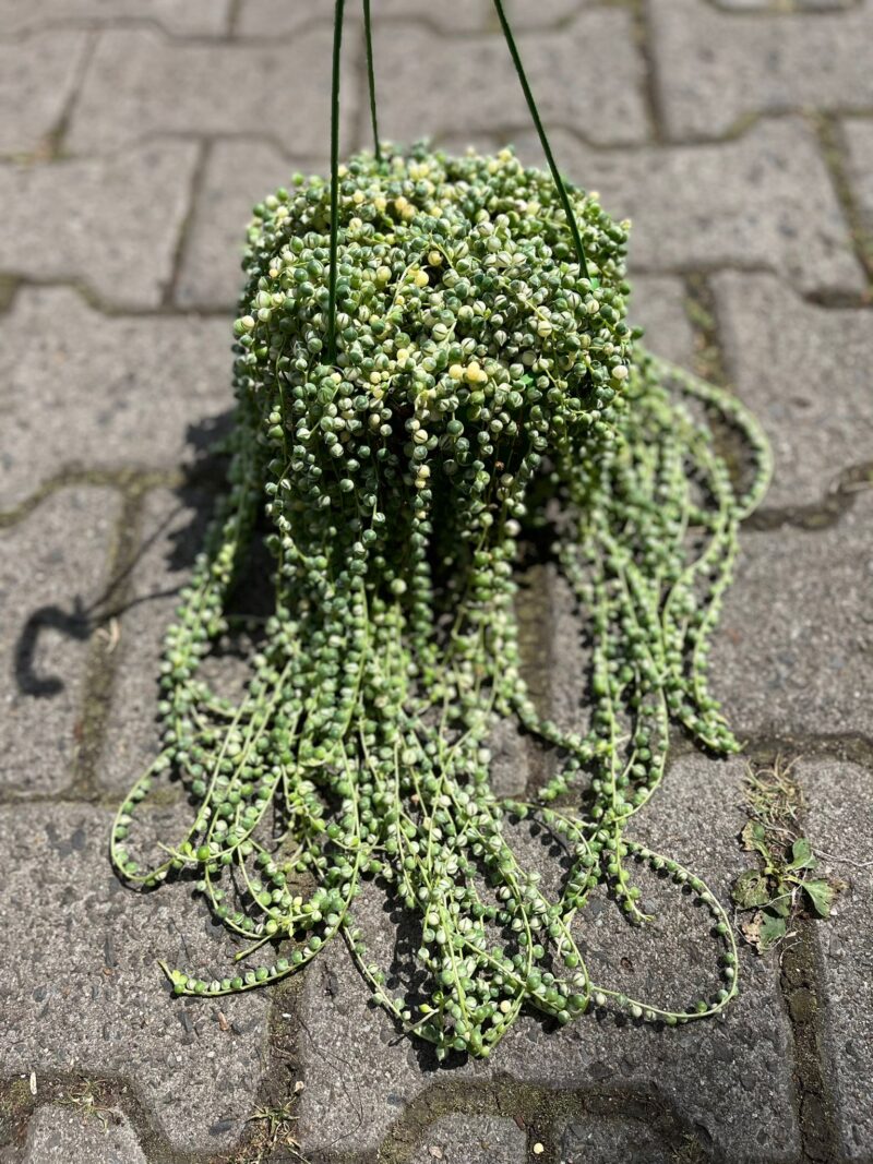 Starzec Rowleya Senecio rowleyanus ‘Variegata’