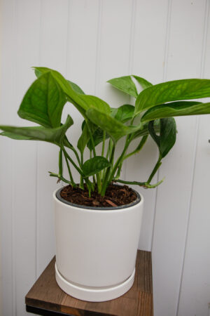 Monstera pinnatipartita