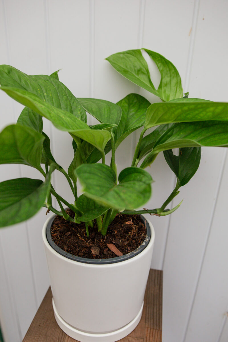 Monstera pinnatipartita