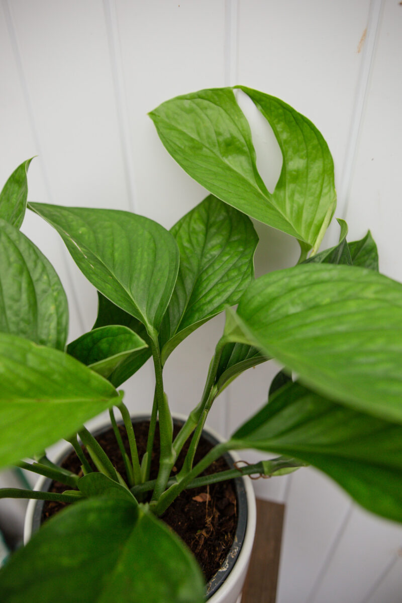 Monstera pinnatipartita