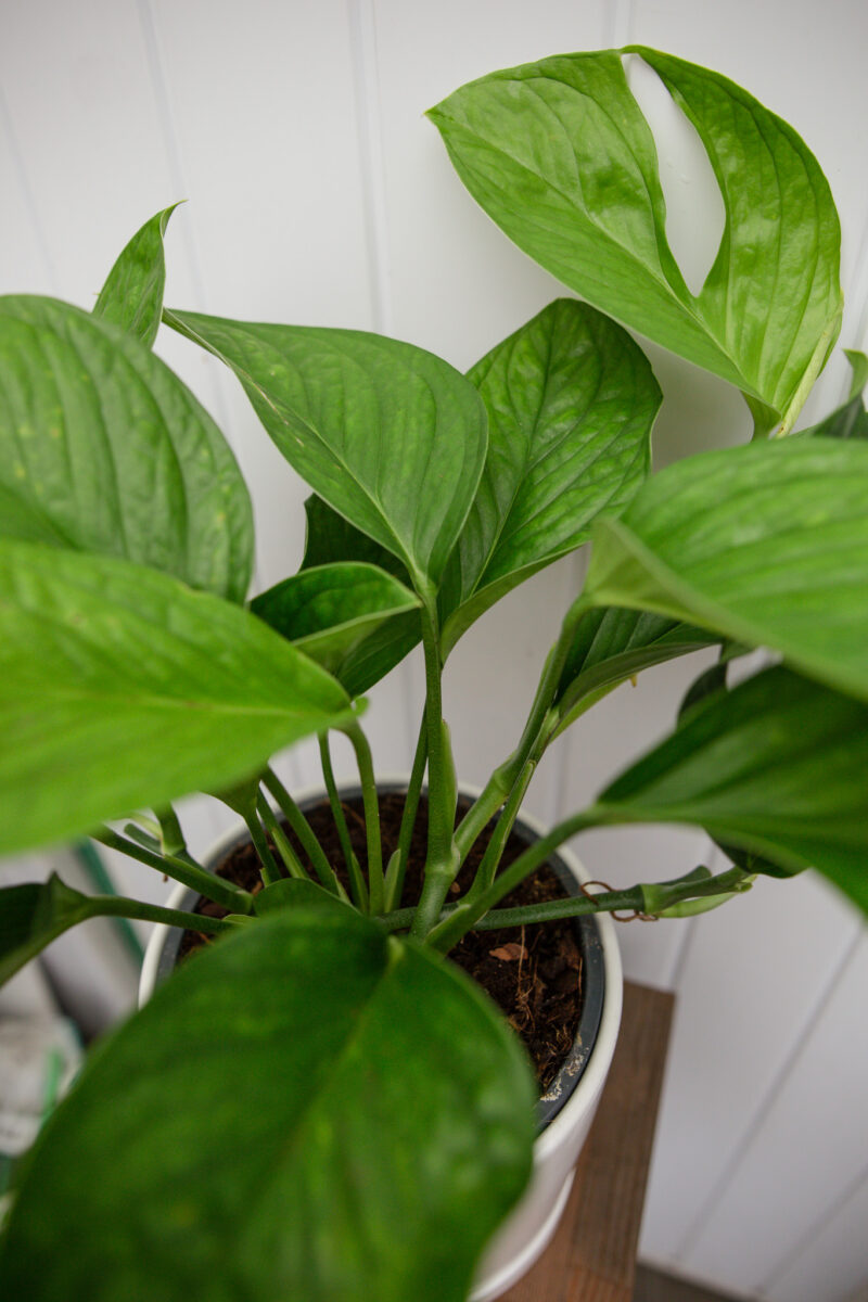 Monstera pinnatipartita