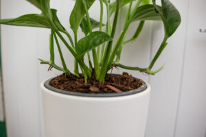 Monstera pinnatipartita